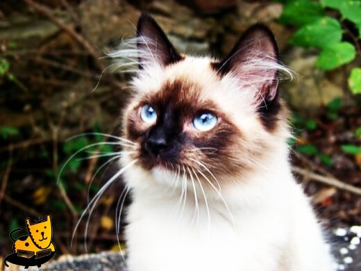 Mr Clooney the Birman Kitten 1