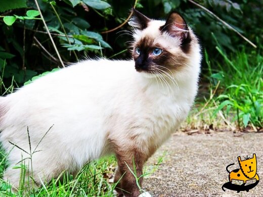 Mr Clooney the Birman Kitten 2